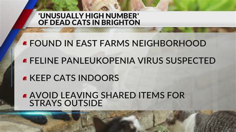 Brighton cat owners warned about FPV after at least six animals found dead